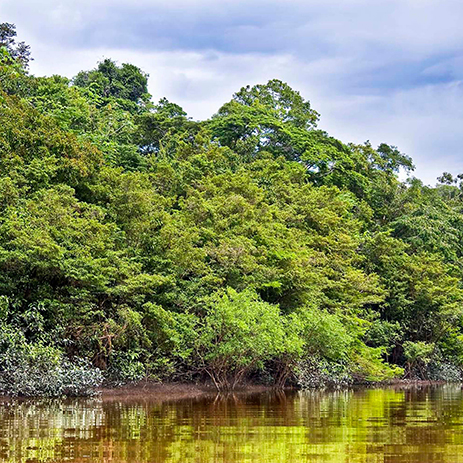 AMAZONAS 20 rio mosaico galeria_MG_2451_.jpg
